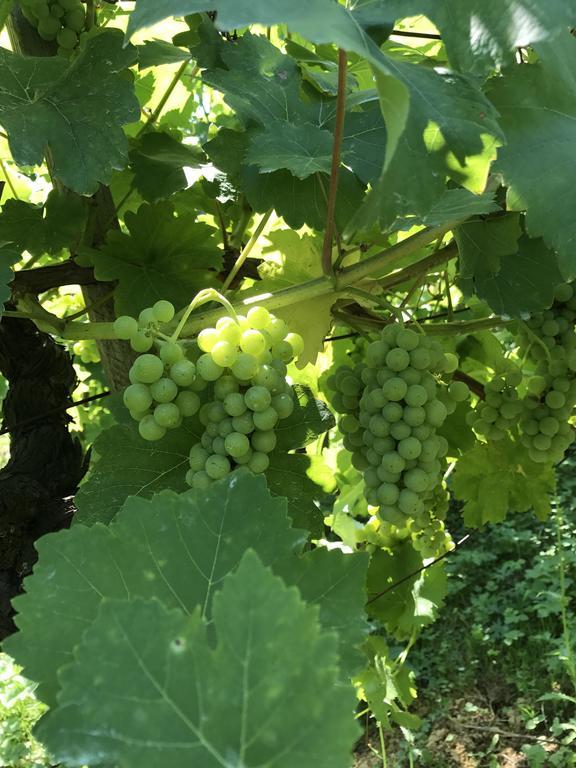 Wine & Nature & Tour Zgornji Leskovec Exterior photo